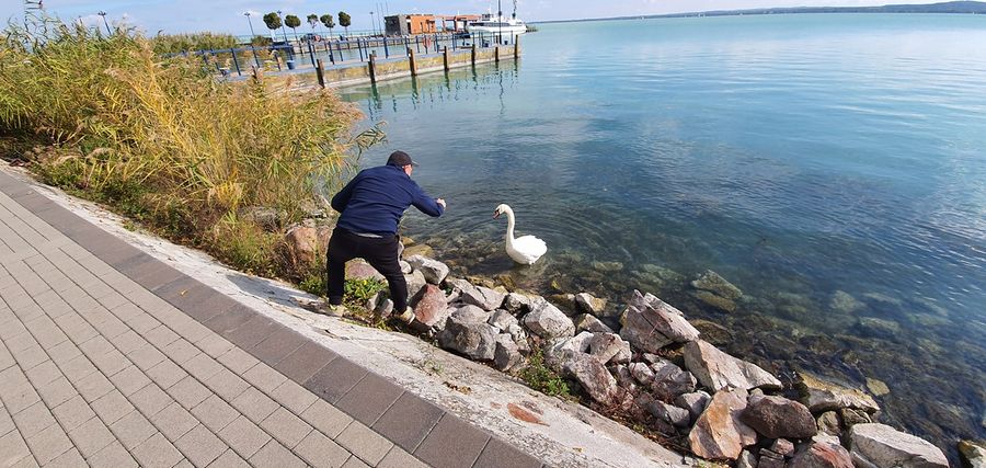 Ultra Balaton Trail 2020 hattyúbűvölő